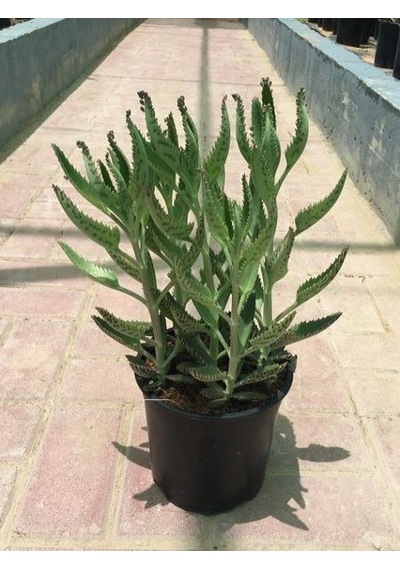 Aşkın Gözyaşı Çiçeği Fidanı 4 Adet 10-20 Cm