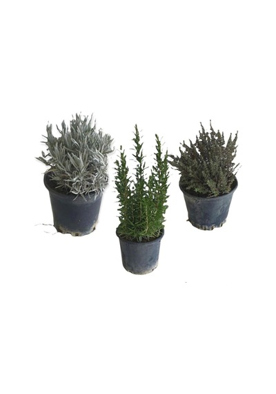Aromatik Bitkiler, Mis Kokulu, Şifalı, 3'lü Mutfak Seti, Büyük Boy, Lavanta/biberiye/kekik
