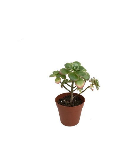 Aeonium Kiwi (Sukulent) Ø5,5 CM Y0-10 CM