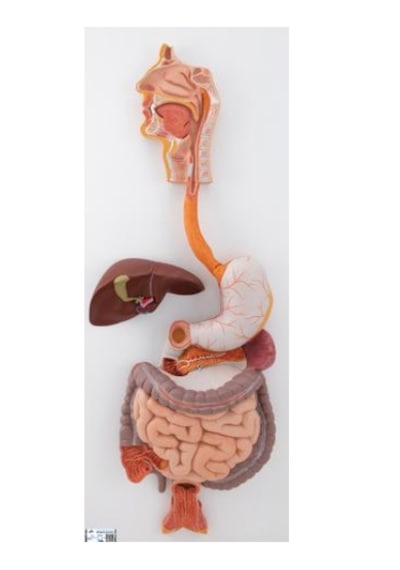 Sindirim Sistemi Modeli, 3 Parçalı - Sindirim Sistemi Maketi 01