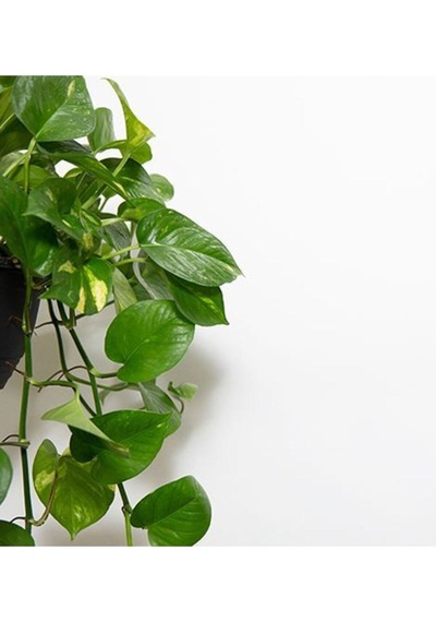 Videolu Pothos Salon Sarmaşığı 1 Adet Saksılı 20-40cm Iç Mekan Ev Salon Bitkisi Epipremnum Aureum