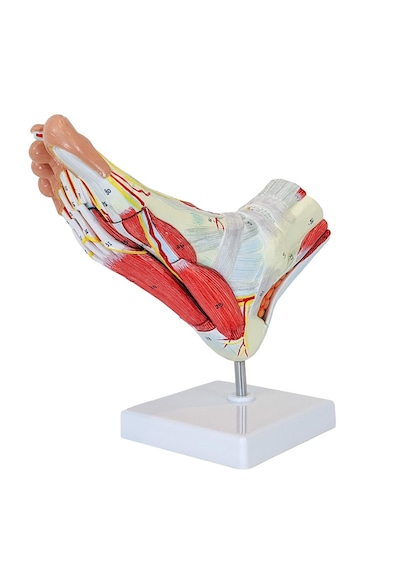 Ayak Anatomisi Modeli, Kas, Bağ, Sinir Ve Atardamarları İçeren, Gerçek Boyut, 9 Parçalı - Ayak Kası Maketi 01
