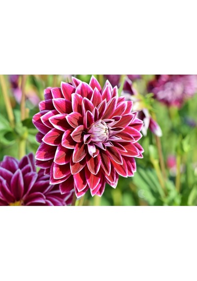 Nadir Ithal Karışık Dahlia Çiçeği Tohumu Dinnerplate Çiçek Tohumu 5 Tohum