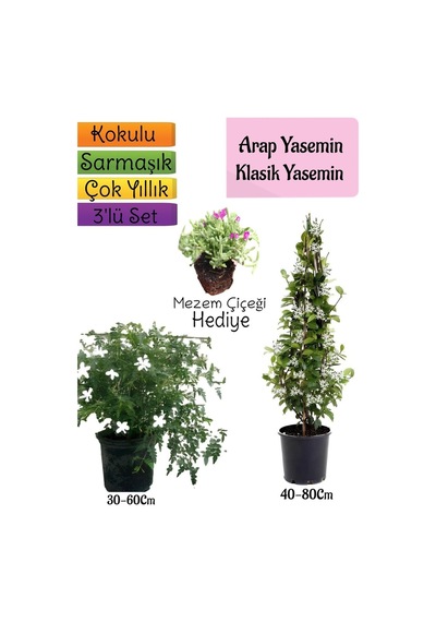 Kokulu Arap Yasemini+klasikyasemin+mezem Çiçeği 3'lü Bahçe Seti