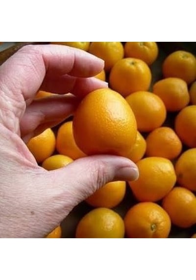 Ithal Aşılı İri Kamkat Fukushu Ultra Bodur. Saksıda