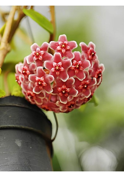 Videolu Pembe Mum Çiçeği Hoya 1 Adet Saksılı/tüplü 10-20cm Iç Mekan Salon Bitkisi Pink Hoya Carnosa