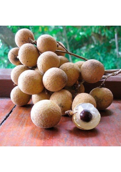 2 Yaş Longan Fidesi Ejder Gözü