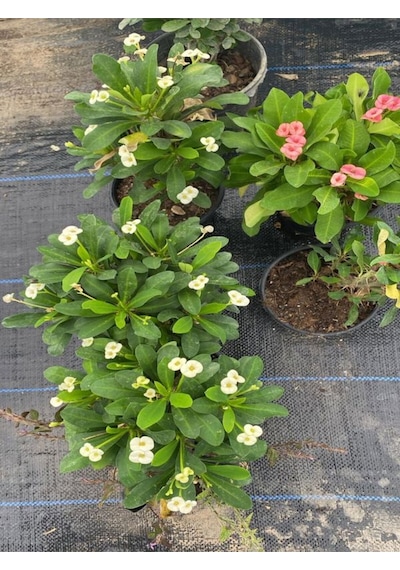 Videolu Krem Renk Milli Dikenler Tacı 15 25 Cm Saksılı Kaktüs Euphorbia