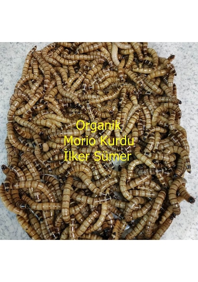 Morio Kurdu Yem 100 Adet
