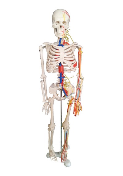 Damarları Sinirleri Gösterir İnsan İskeleti Modeli 85Cm