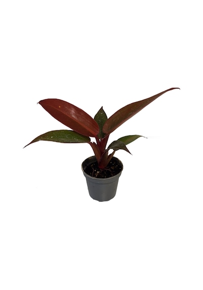 Philodendron 'Red Sun' Ø5,5 CM Y0-10 CM