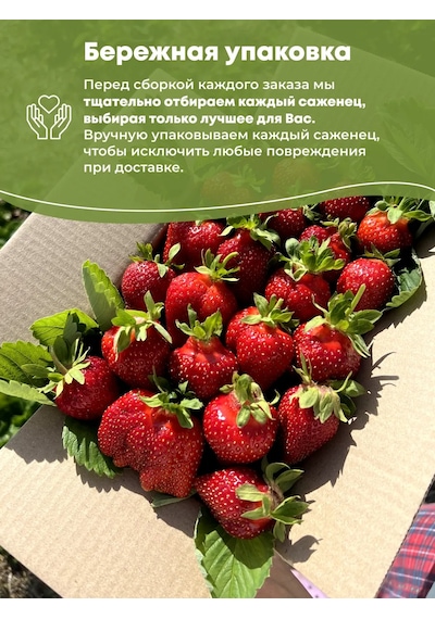 Мишутка Çilek Fide Fidanı, 4 Ad