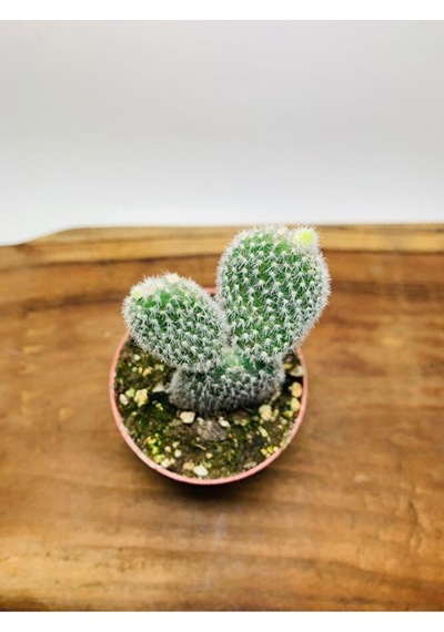 Opuntia Microdasys Tavşan Kaktüs