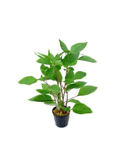 Hygrophila Corymbosa - Limon Saksı Bitkisi, Canlı Ve Sağlıklı