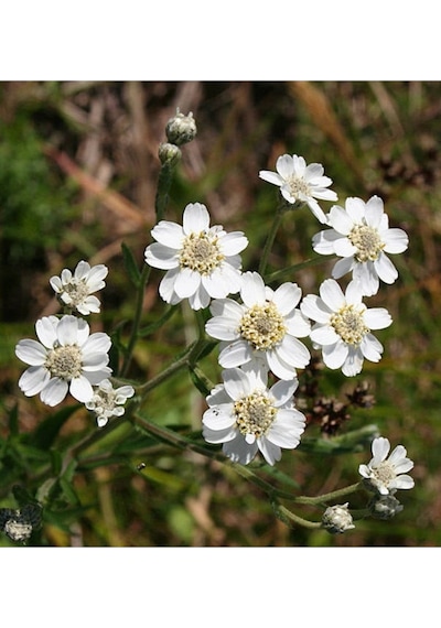 20 Adet Pearl Yarrow Tohumu