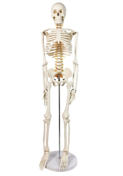İnsan İskeleti Modeli, Sinir Sistemli - 85 Cm - İskelet Maketi 01