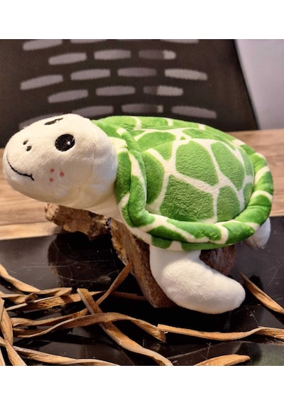 Caretta Caretta Kaplumbağa Küçük Yeşil
