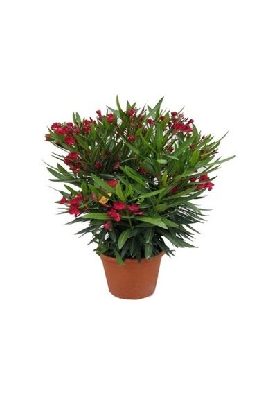 Serada Decor Plant Kırmızı Bodur Zakkum Çiçeği Fidanı 60 Cm Saksılı