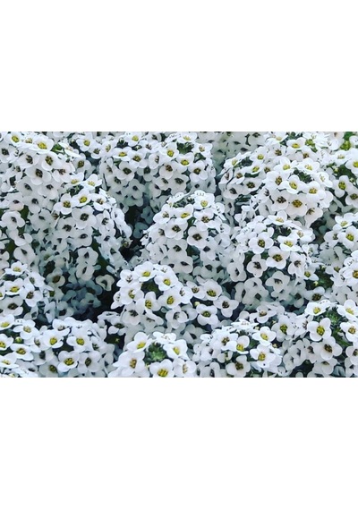Karışık Kraliyet Halısı Çiçeği Tohumu Alyssum Flower Tohumu Yetiştirme Kiti