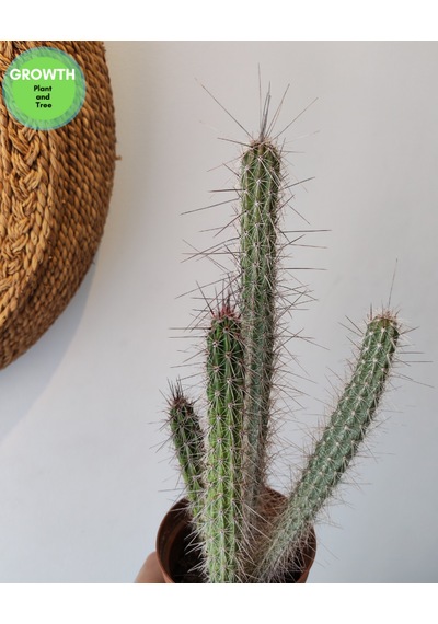 Peniocereus Serpentinus Kaktüs 1 Adet