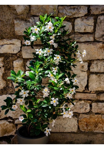 Yasemin Beyaz Çiçekli Kokulu Şarmaşık 90-120 Cm 1 Adet Dış Mekan Bitkisi Star Jasmine