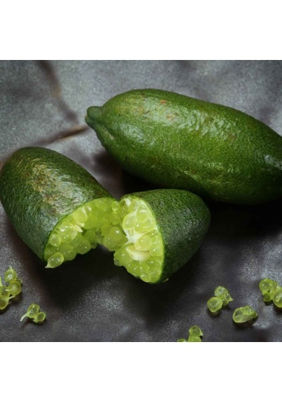 Finger Lime Özel Aşı Saksılı Bodur Avustralya Parmak Limonu