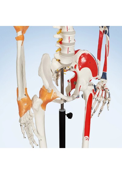 Gerçek Boyutlarında Kasları Ve Ligamentleri Gösteren Numaralandırılmış İnsan İskeleti Modeli, 180 Cm - İskelet Maketi 01