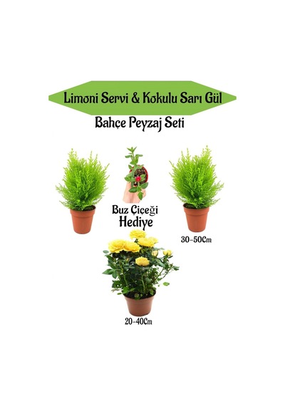 Bahçe Seti 2 Adet Limoni Servi Fidanı+1 Adet Sarı Gül Fidanı+hediye Buz Çiçeği