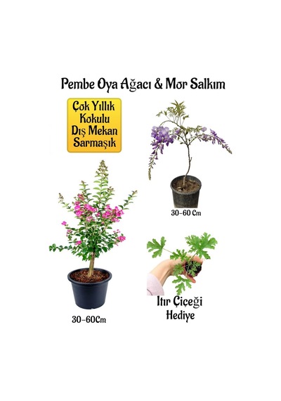 Pembe Oya Ağacı Fidanı+mor Salkım Ağacı Fidanı Itır Çiçeği Hediyeli Bahçe Peyzaj Seti