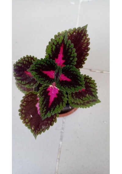 Karışık Renk Yaprağı Güzel Çiçeği 10-20 Cm