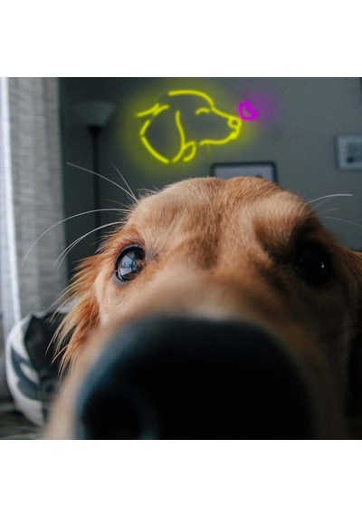 Köpek Kalp Neon Led Tabela Dekoratif Aydınlatma