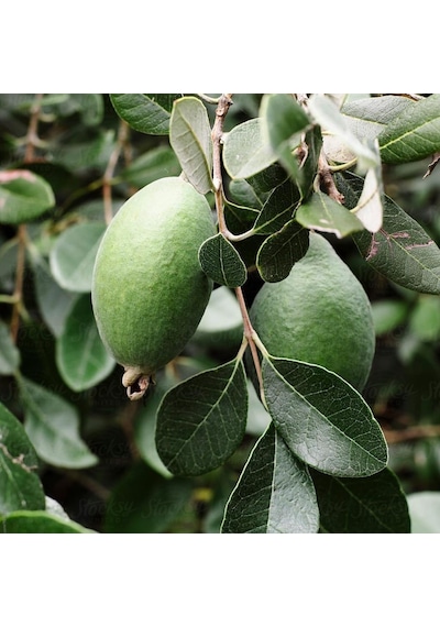 Tüplü Nadir Bulunan Feijoa Kaymak Ağacı Fidanı