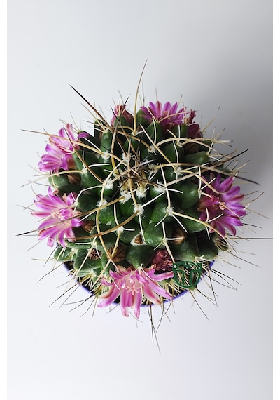 Mammillaria Magnimamma Nadir Kaktüs Özel Tür Nadide Kaktus Tekli