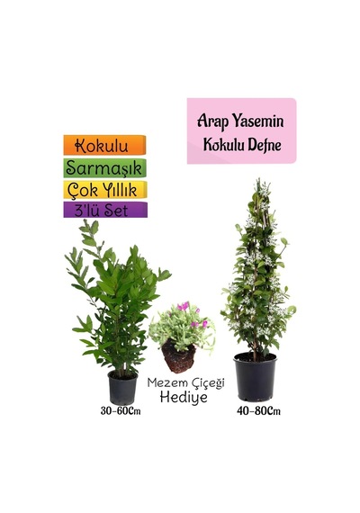 Kokulu Arap Yasemini+defne Çalısı+mezem Çiçeği 3'lü Bahçe Seti