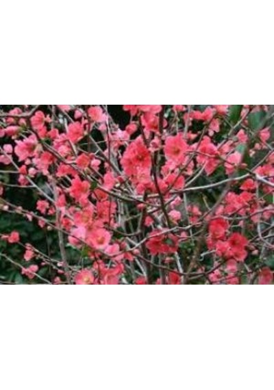 Şeker Kırmızı Chaenomeles Japon Ayvası Bahar Dalı Fidanı 30-50 Cm