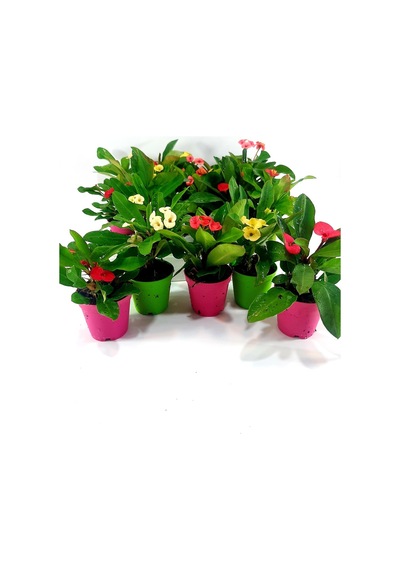 Videolu Milli Dikenler Tacı 3'lü 5 35 Cm Saksılı Kaktüs Euphorbia
