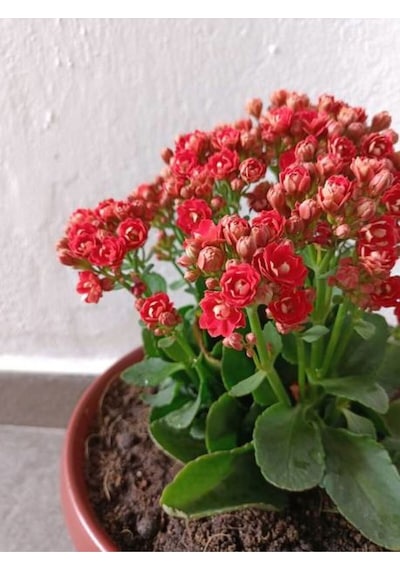Turuncu Kalanşo Emel Hanım Çiçeği Fidanı 15-35cm Çiçekli Bodur Bitkiler Orange Kalanchoe