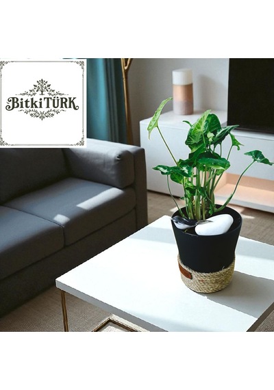 Bitkitürk-dekoratif Saksıda Okbaşı Melek Kanadı Kuş Figürlü
