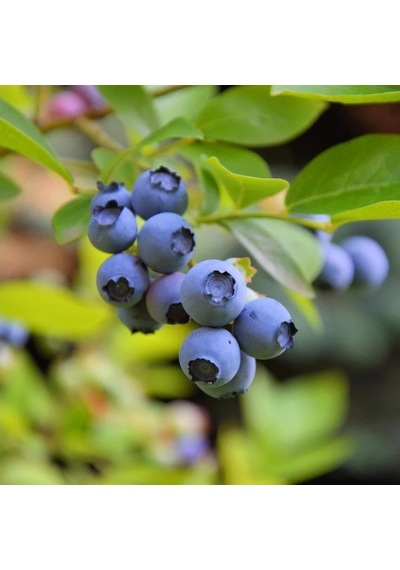 Ayrex Darrow Cinsi Yaban Mersini Blueberry Fidanı, Tüplü
