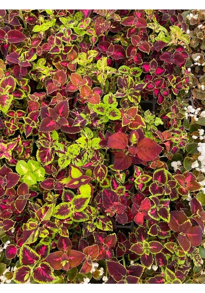 Yaprak Güzeli Çiçeği 1 Adet 10-20cm Coleus