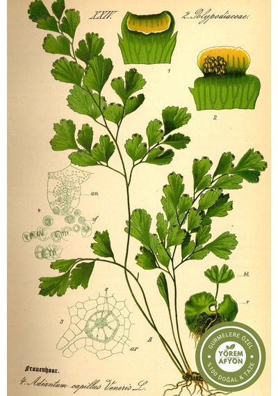 Yörem Afyon Meşhur Rize Yöresinden 800 Rakım Hasadı Baldırı Kara Otu, Adiantum Capillus-veneris 20gr.