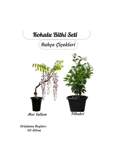 Avantajlı 2'li Bahçe Çiçeği Kokulu Mor Salkım + Reçellik Isparta Gülü Saksılı