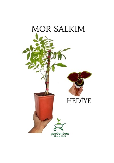 Sarmaşık Mor Salkım Ağacı Fidanı 1 Adet Saksılı 40-60cm+yaprak Güzeli