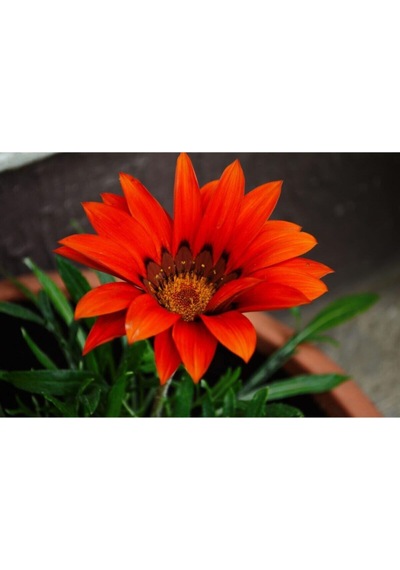 Videolu 10'lu Kırmızı Gazanya Koyun Gözü Çiçeği Fidanı 15-35 Cm Tüplü Çiçekli Bodur Bitkiler Gazania