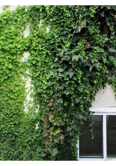 Hedera Helix Yeşil Orman Sarmaşığı 40-60 Cm Gölgeye Uyumlu Bitki