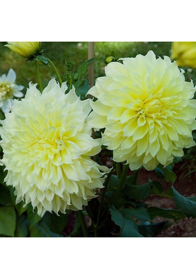 Büyük Çiçekli K.Floodlight Dahlia Yıldız Çiçeği Yumrusu 1 Adet