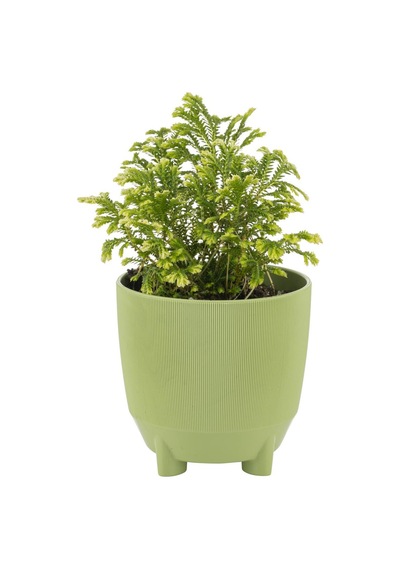Poliwork Luna Saksı 2 Lt Ayaklı 155 152 Mm
