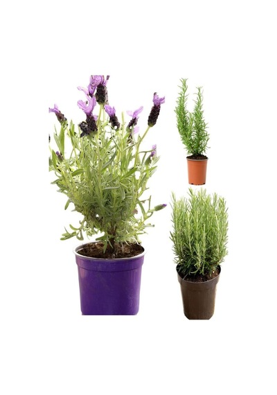 Kokulu Aromatik Bitki Seti Lavanta-biberiye-kekik Saksılı 3adet 10-20cm İç-dış Mekan Bitkisi
