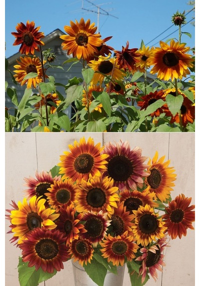 Ayçiçek Tohumu Autumn Beauty Pastel Renkler Helianthus Annuus