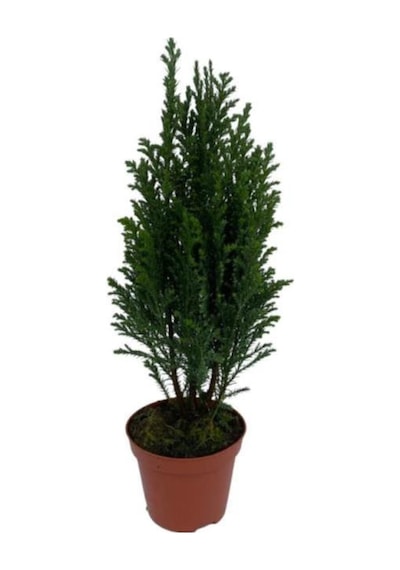 Süsleme İçin Elwoodi Çamı Fidanı 40 60 Cm